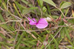 Eastern milkpea